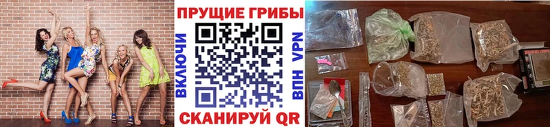 Галлюциногенные грибы Psilocybine cubensis Качканар